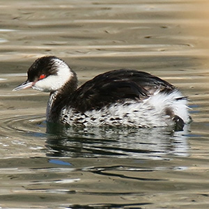 Horned Grebe